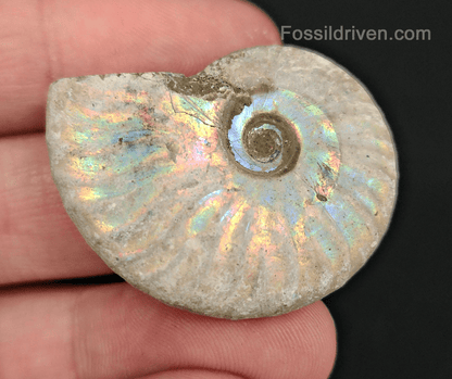 Beautiful, 1.50" Silver Iridescent Ammonite - Madagascar - Fossil Driven