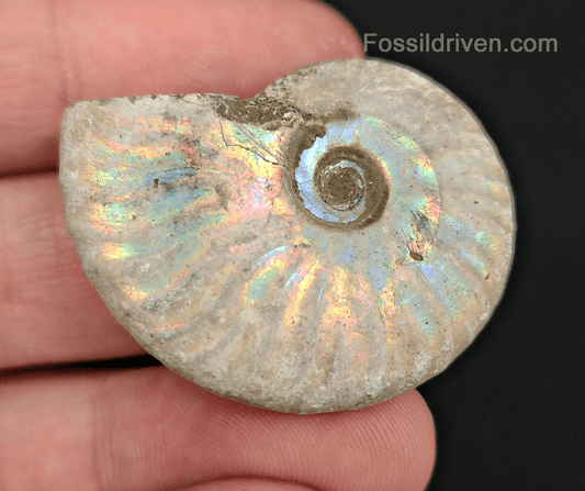 Beautiful, 1.50" Silver Iridescent Ammonite - Madagascar - Fossil Driven