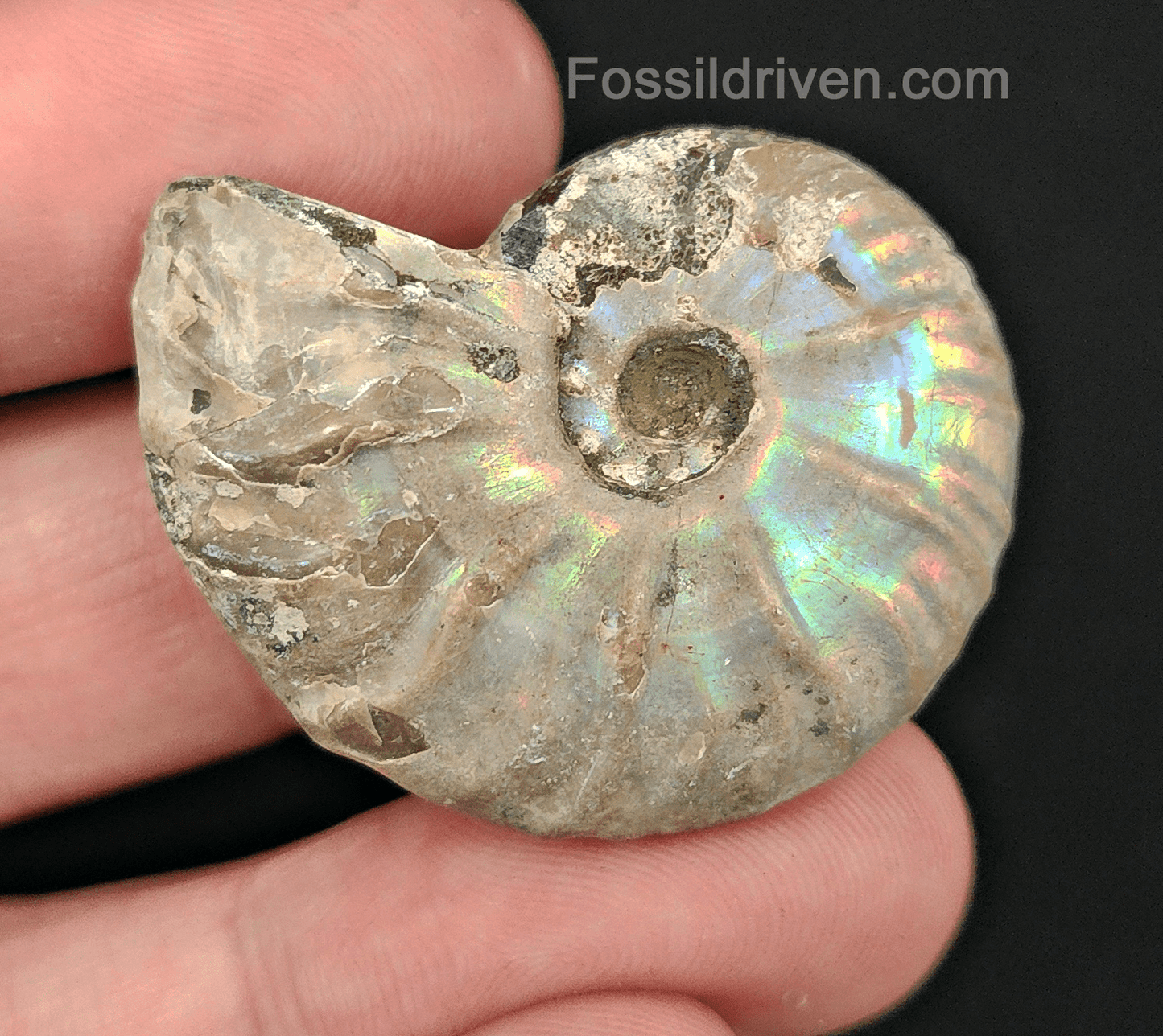 Beautiful, 1.50" Silver Iridescent Ammonite - Madagascar - Fossil Driven