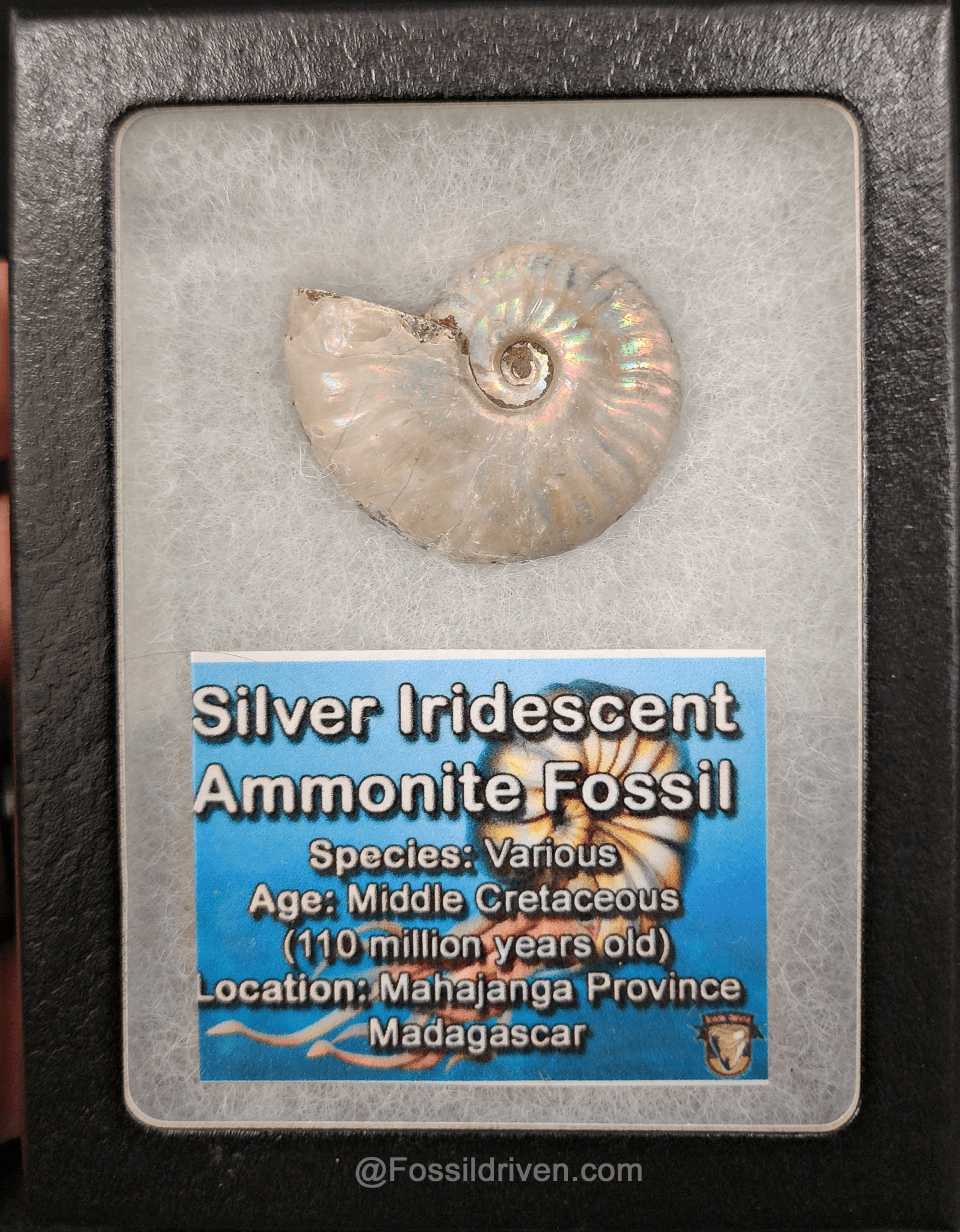 Beautiful, 1.50" Silver Iridescent Ammonite - Madagascar - Fossil Driven