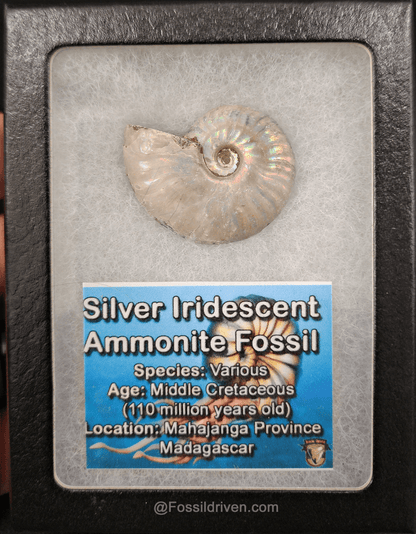 Beautiful, 1.50" Silver Iridescent Ammonite - Madagascar - Fossil Driven