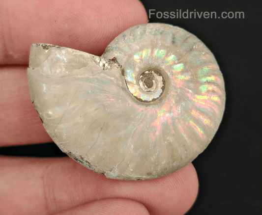 Beautiful, 1.50" Silver Iridescent Ammonite - Madagascar - Fossil Driven