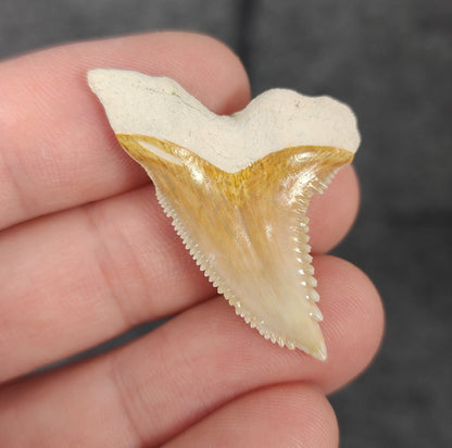 Beautiful, 1.52" Fossil Hemipristis Tooth - Bone Valley, Florida - Fossil Driven