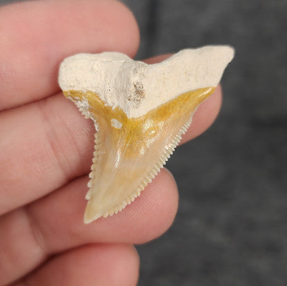 Beautiful, 1.52" Fossil Hemipristis Tooth - Bone Valley, Florida - Fossil Driven