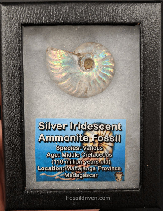 Beautiful, 1.53" Silver Iridescent Ammonite - Madagascar - Fossil Driven