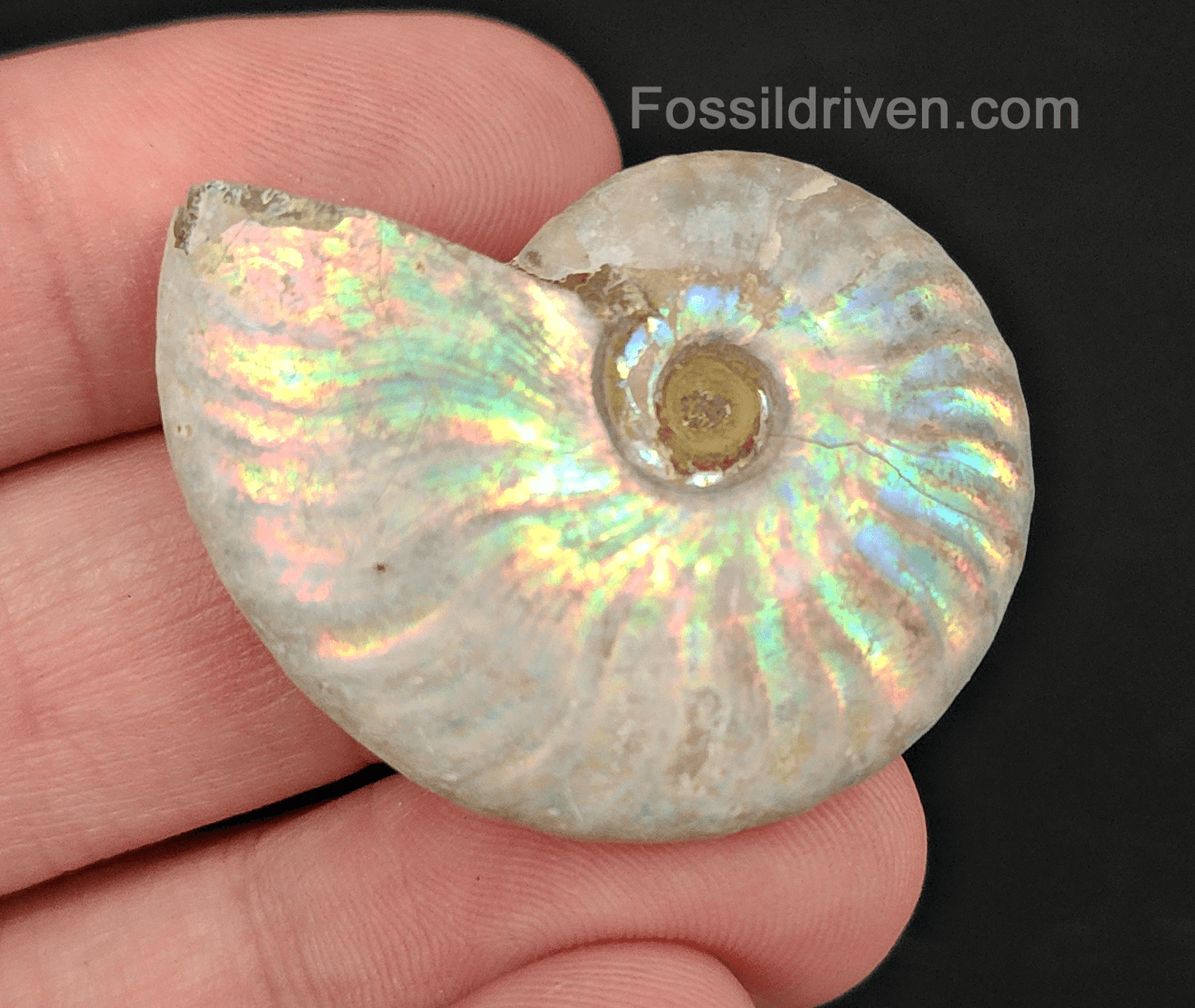 Beautiful, 1.53" Silver Iridescent Ammonite - Madagascar - Fossil Driven