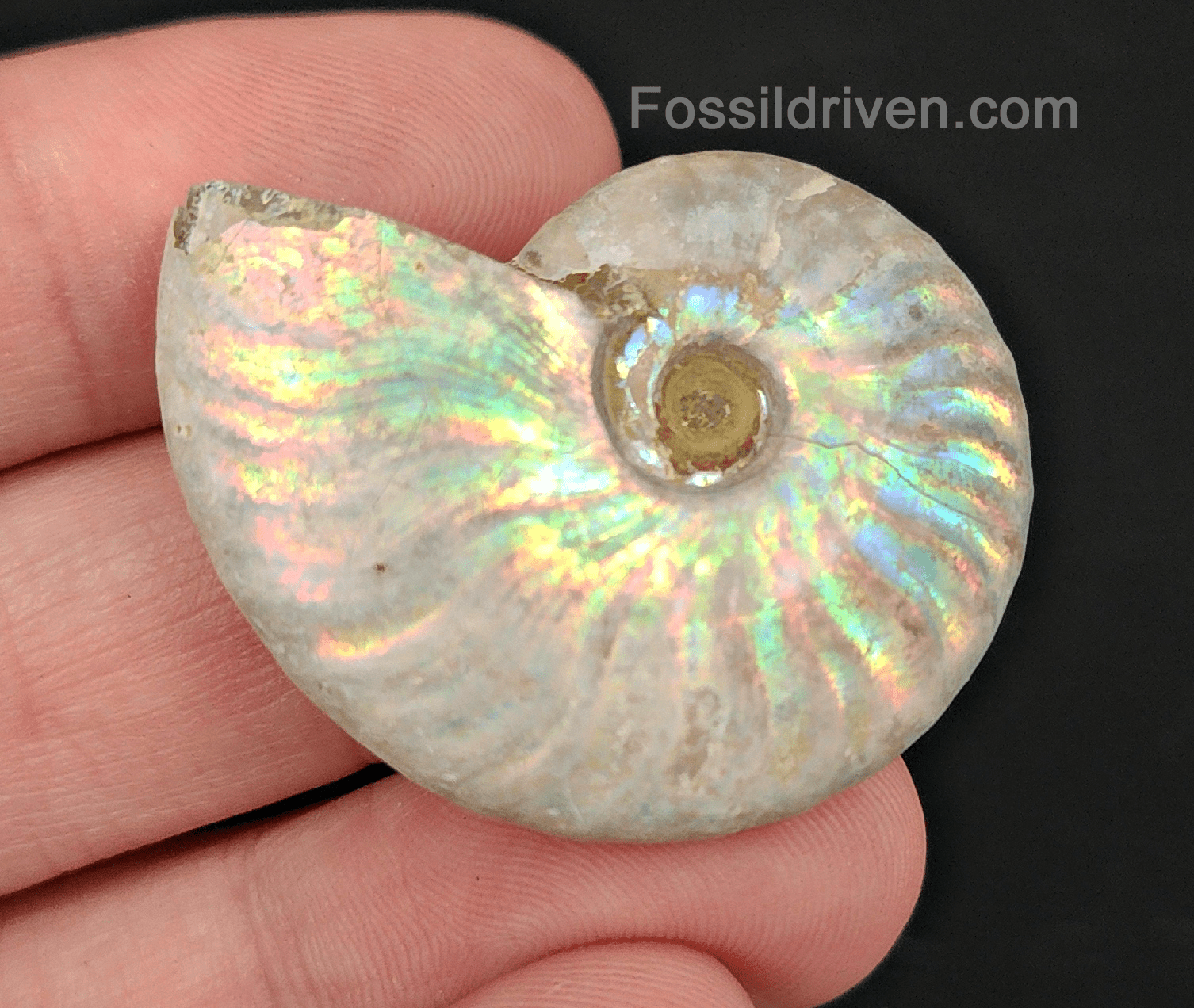Beautiful, 1.53" Silver Iridescent Ammonite - Madagascar - Fossil Driven