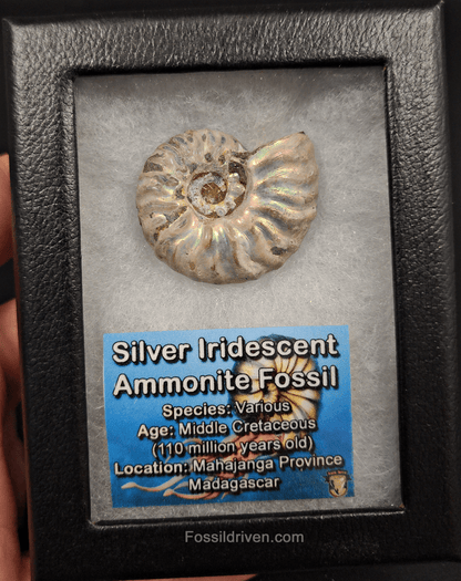 Beautiful, 1.55" Silver Iridescent Ammonite - Madagascar - Fossil Driven