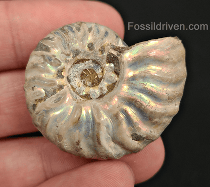 Beautiful, 1.55" Silver Iridescent Ammonite - Madagascar - Fossil Driven