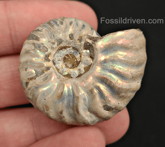 Beautiful, 1.55" Silver Iridescent Ammonite - Madagascar - Fossil Driven