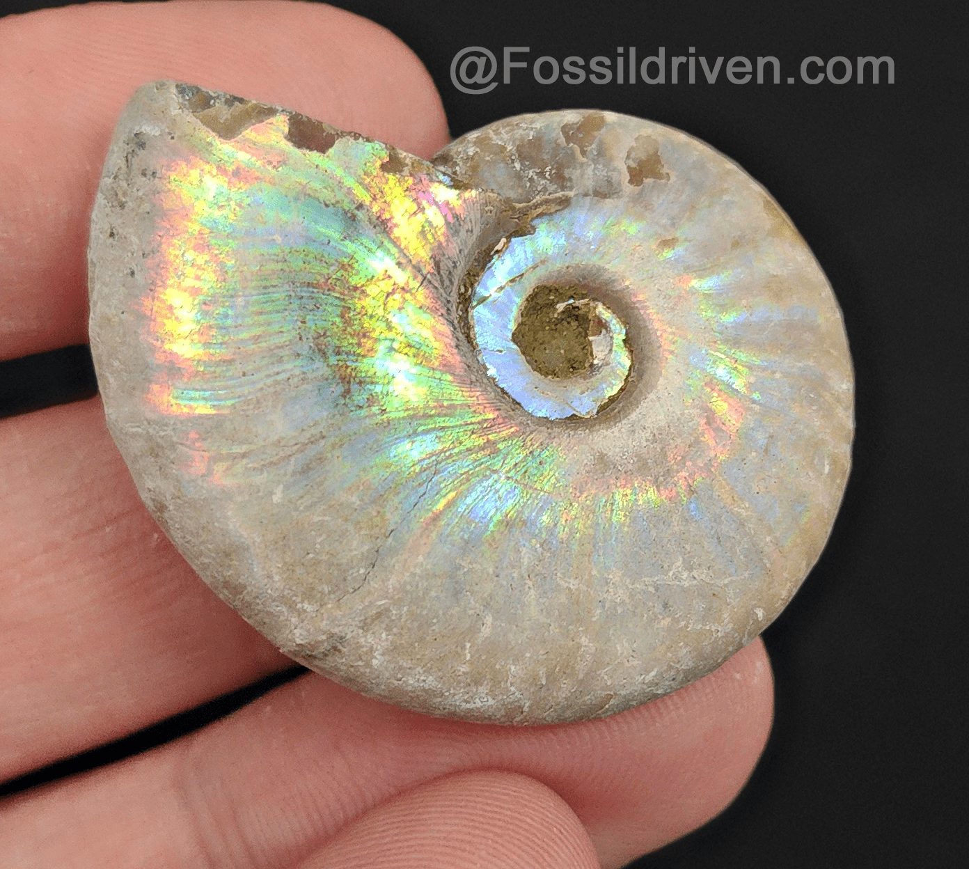 Beautiful, 1.60" Silver Iridescent Ammonite - Madagascar - Fossil Driven
