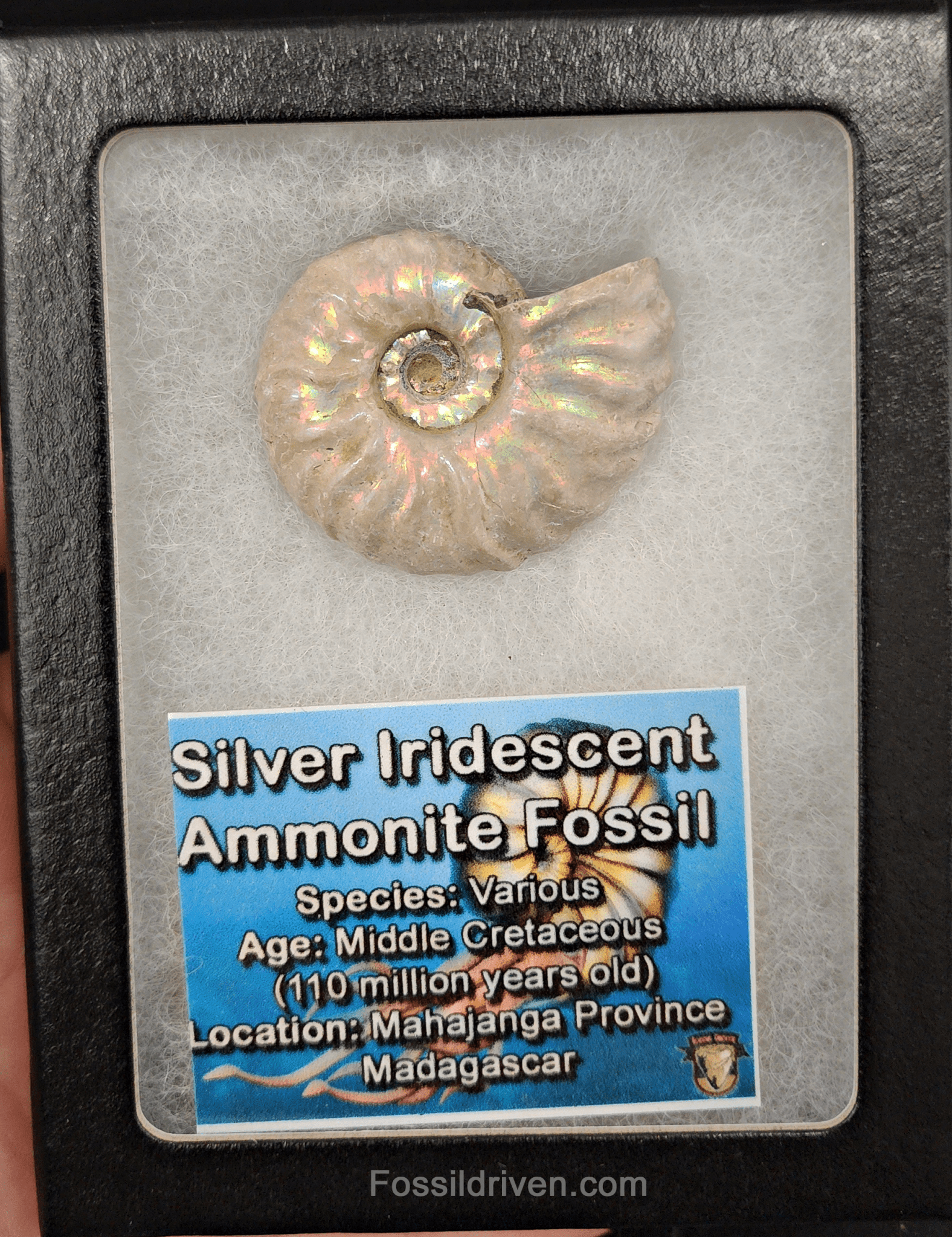 Beautiful, 1.60" Silver Iridescent Ammonite - Madagascar - Fossil Driven