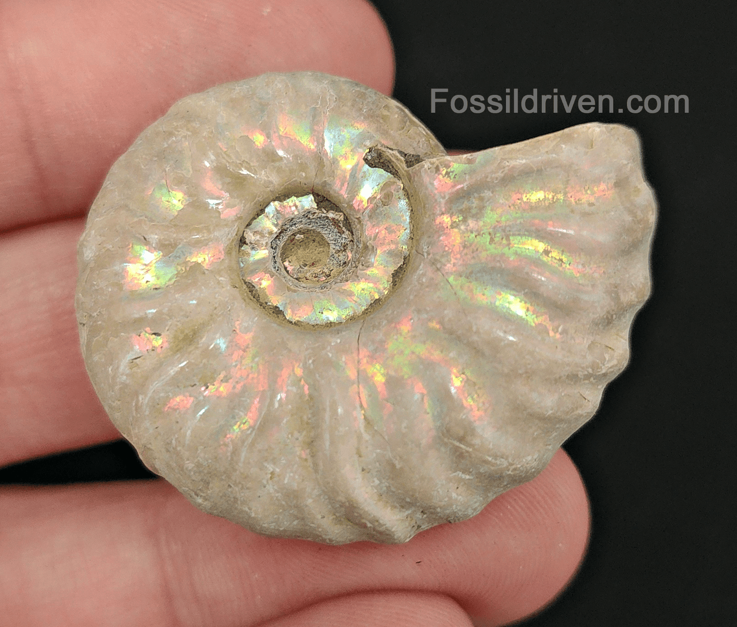 Beautiful, 1.60" Silver Iridescent Ammonite - Madagascar - Fossil Driven