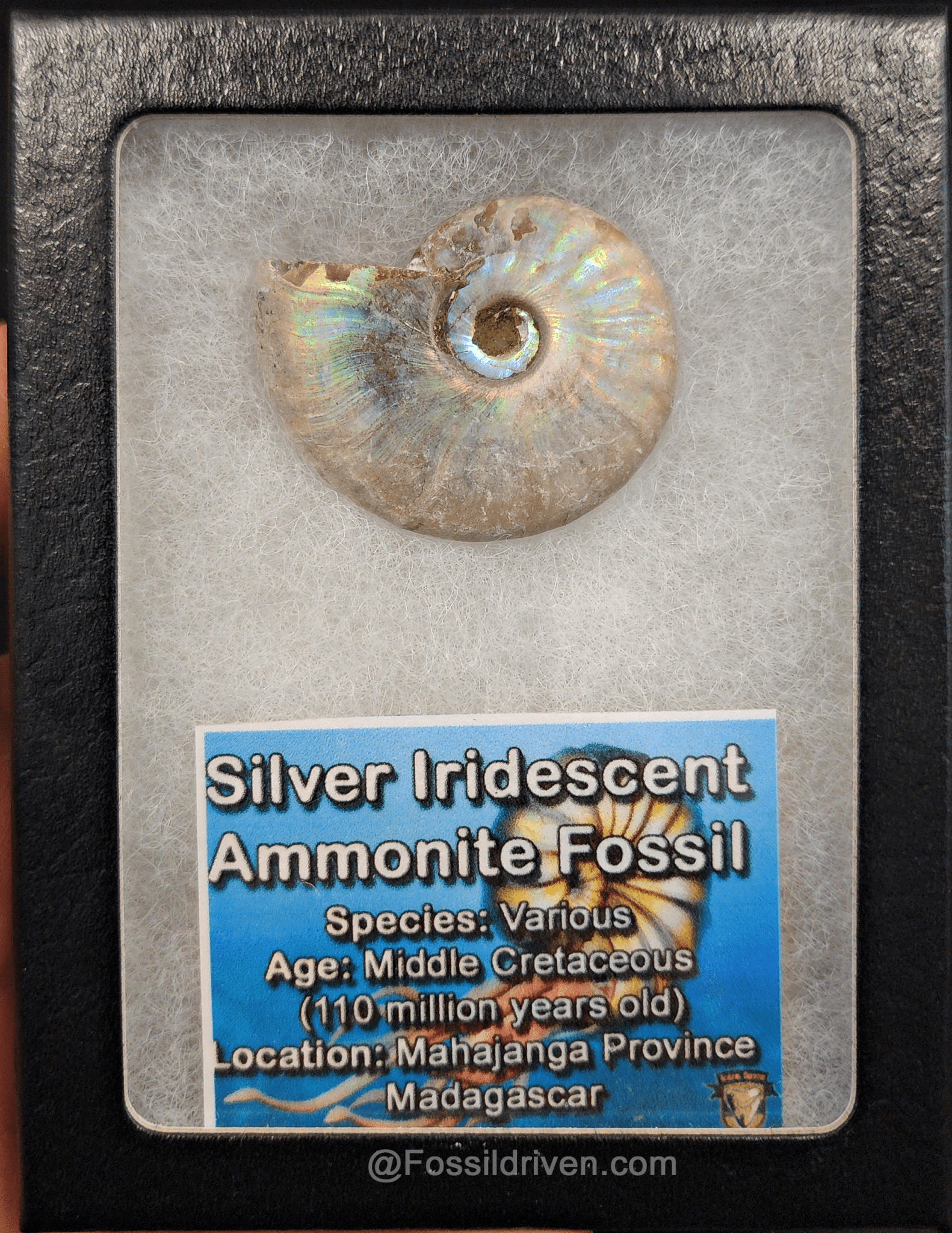 Beautiful, 1.60" Silver Iridescent Ammonite - Madagascar - Fossil Driven