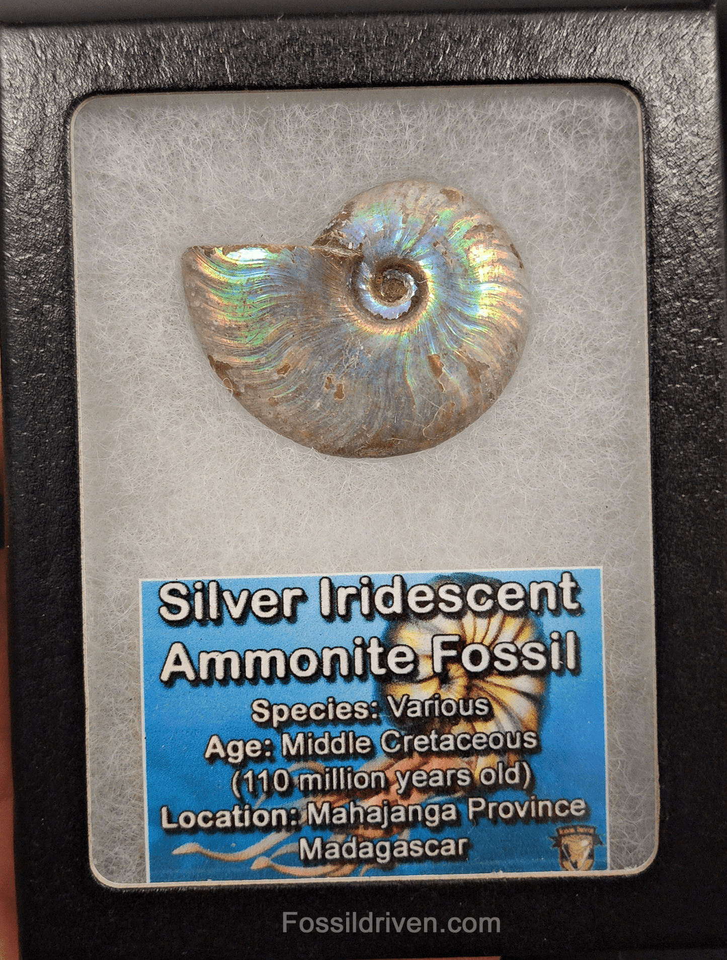 Beautiful, 1.64" Silver Iridescent Ammonite - Madagascar - Fossil Driven