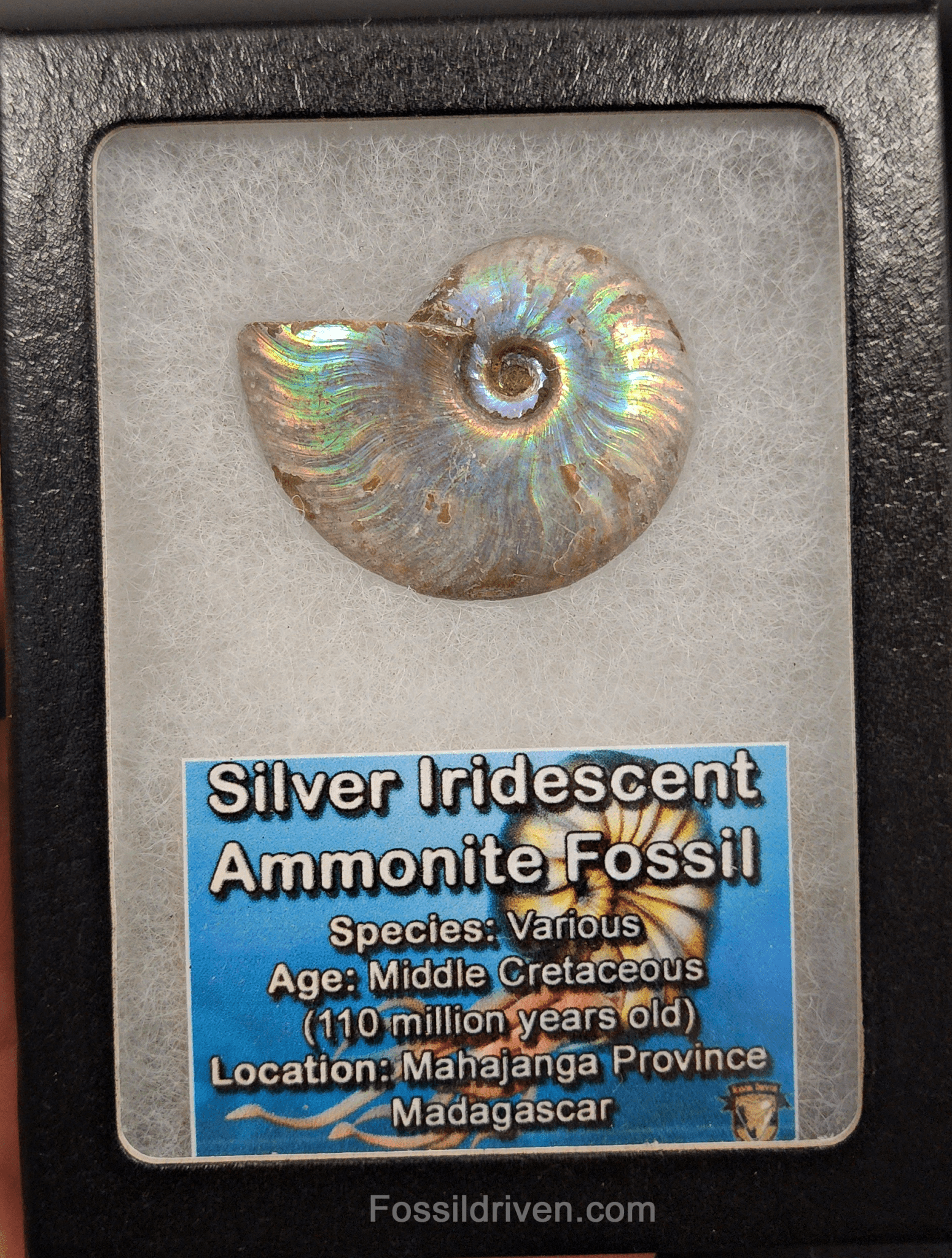 Beautiful, 1.64" Silver Iridescent Ammonite - Madagascar - Fossil Driven