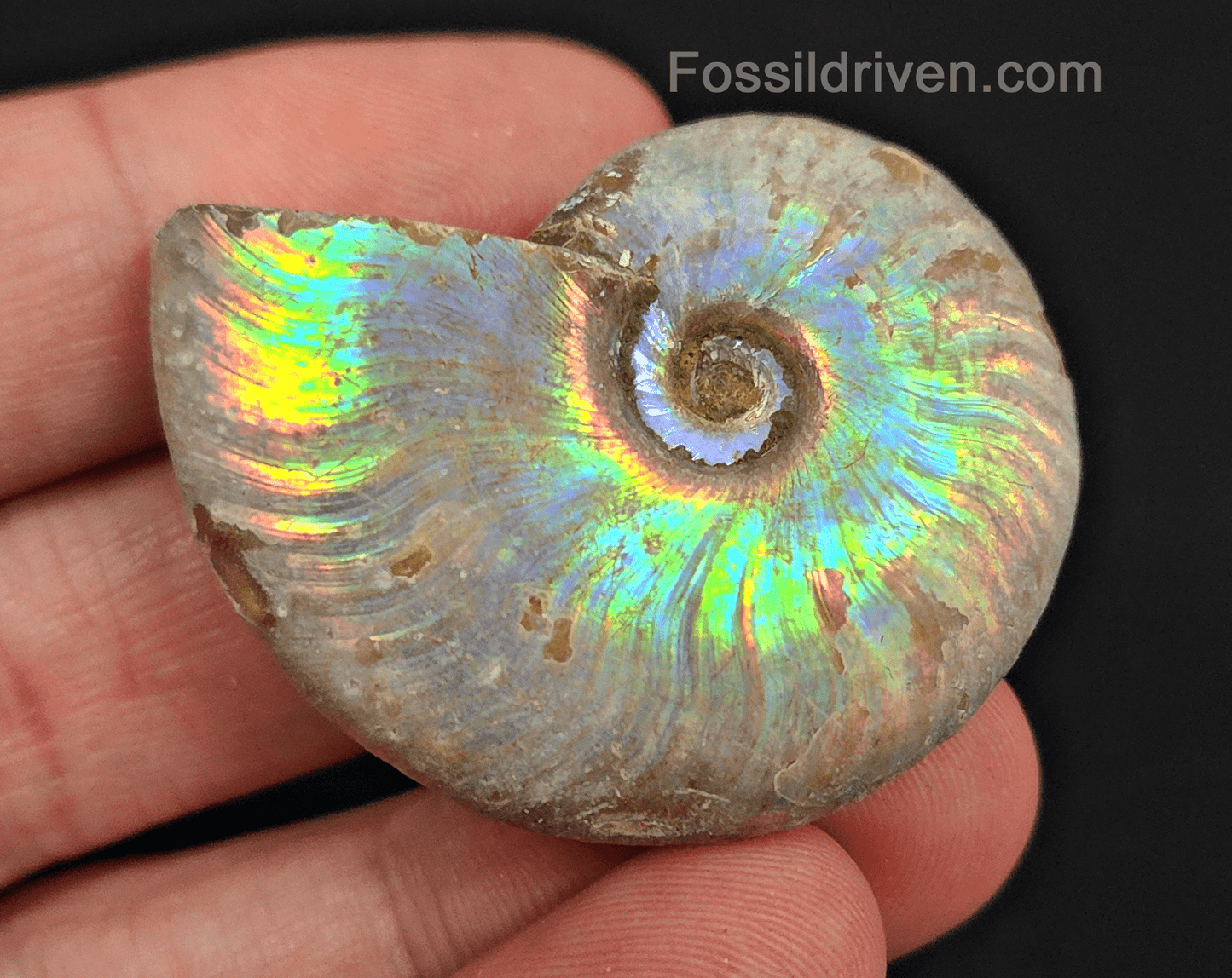 Beautiful, 1.64" Silver Iridescent Ammonite - Madagascar - Fossil Driven