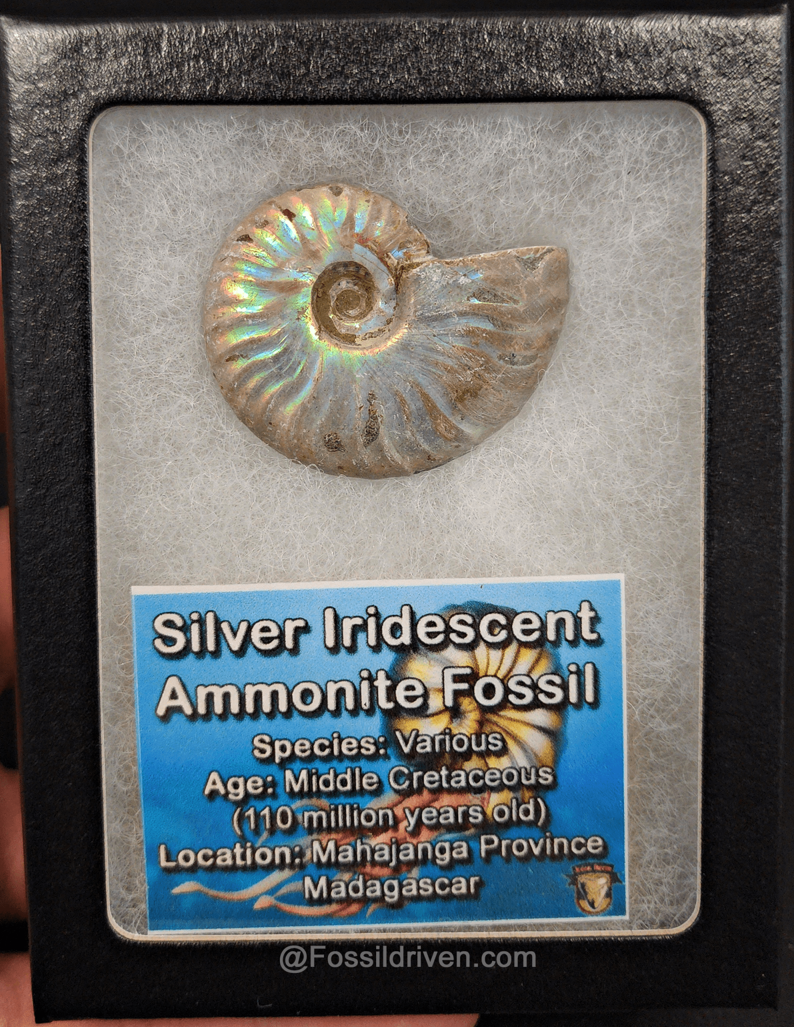 Beautiful, 1.64" Silver Iridescent Ammonite - Madagascar - Fossil Driven