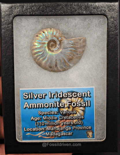 Beautiful, 1.64" Silver Iridescent Ammonite - Madagascar - Fossil Driven