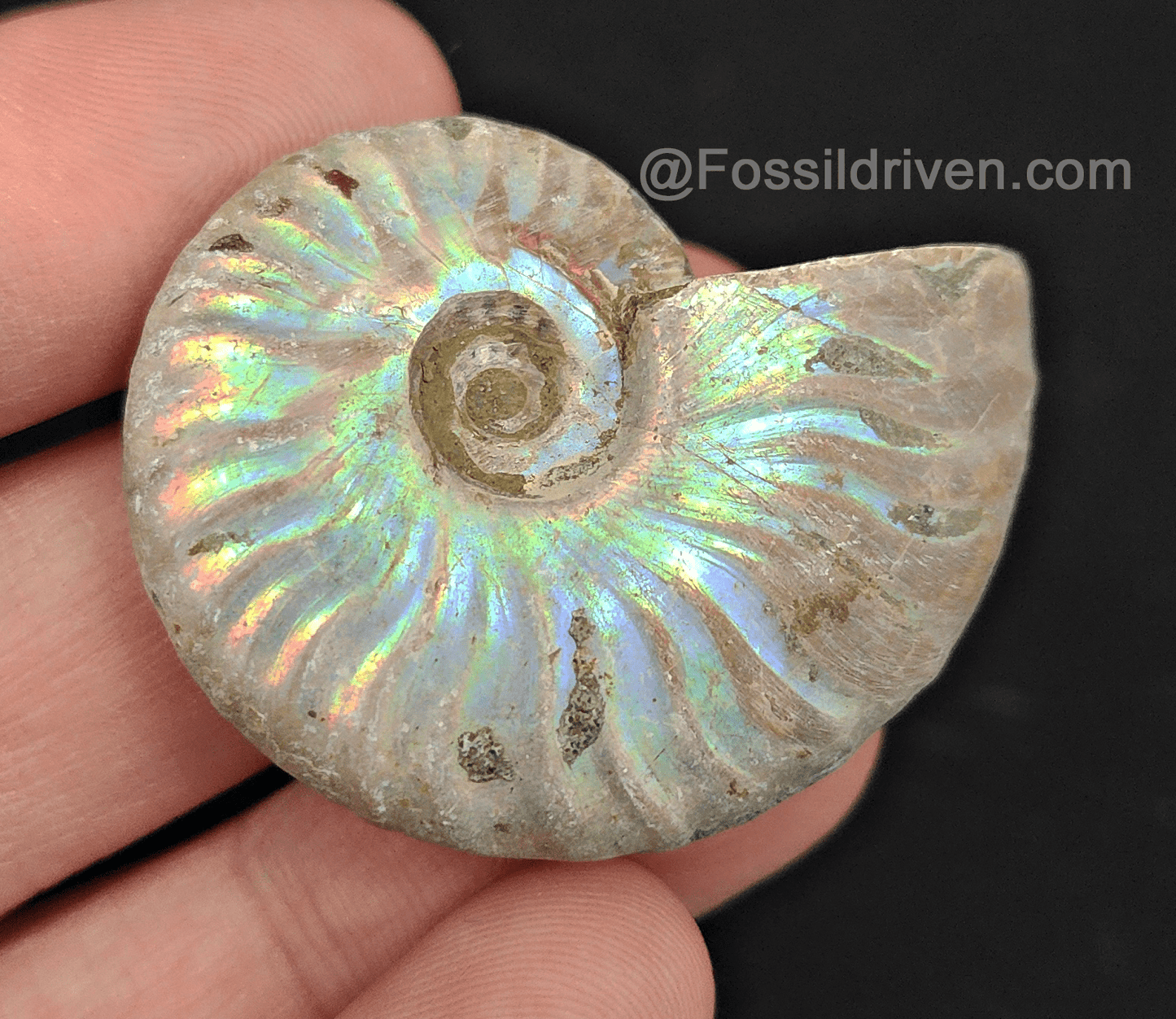 Beautiful, 1.64" Silver Iridescent Ammonite - Madagascar - Fossil Driven