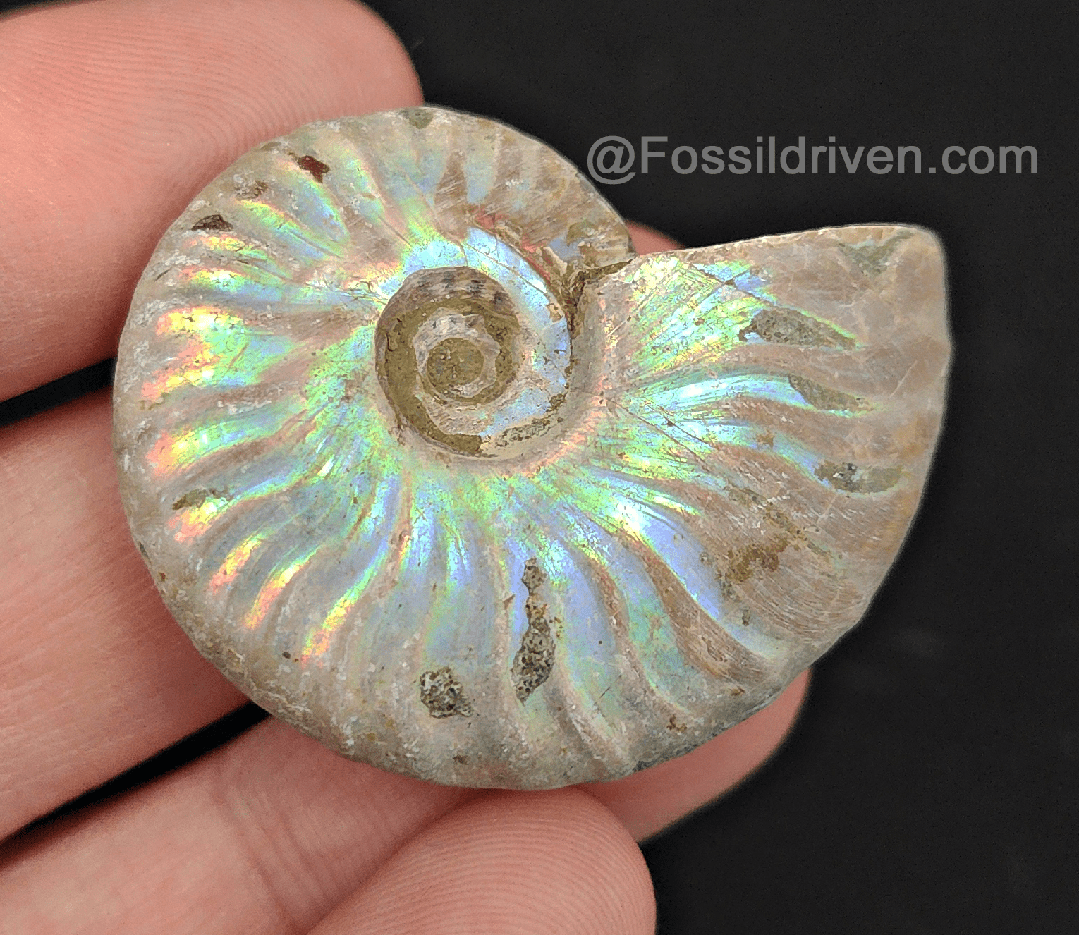 Beautiful, 1.64" Silver Iridescent Ammonite - Madagascar - Fossil Driven