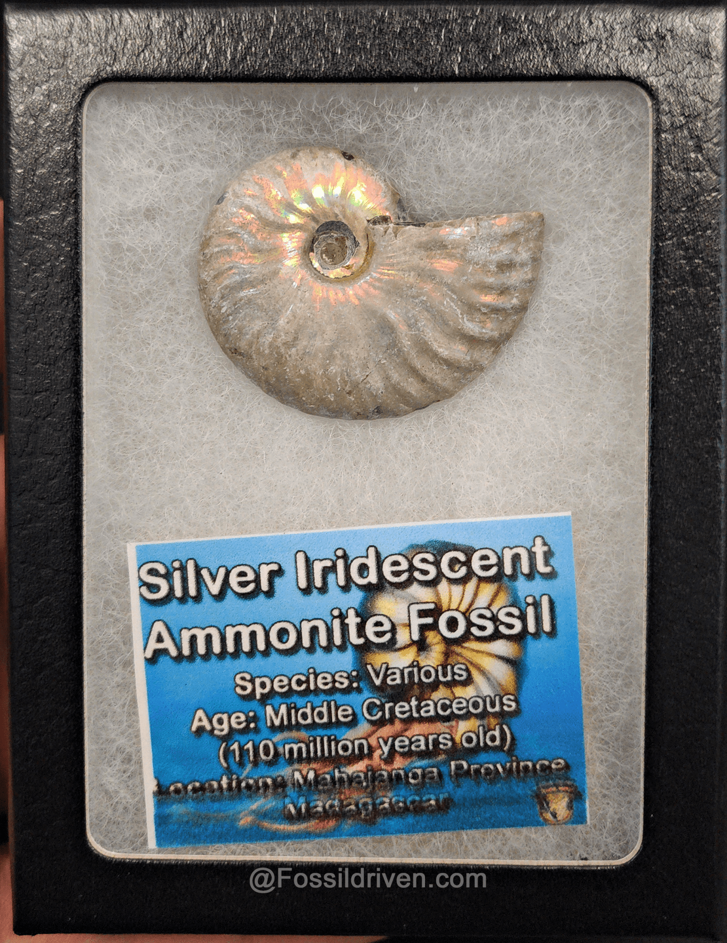Beautiful, 1.67" Silver Iridescent Ammonite - Madagascar - Fossil Driven
