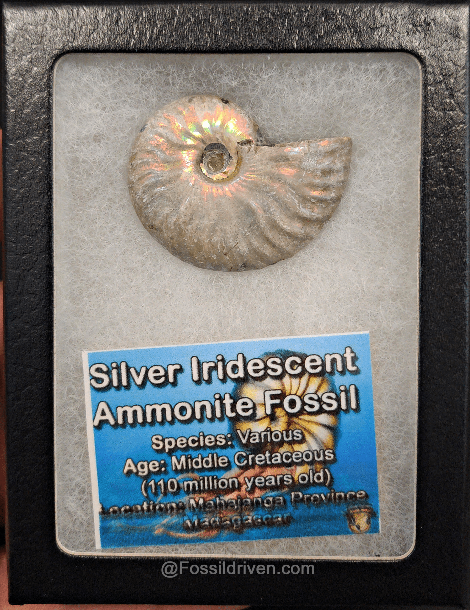 Beautiful, 1.67" Silver Iridescent Ammonite - Madagascar - Fossil Driven