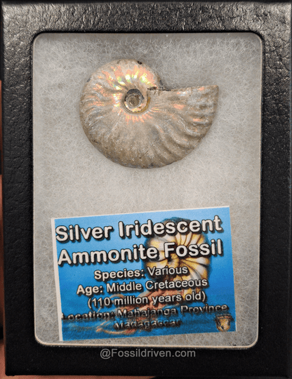 Beautiful, 1.67" Silver Iridescent Ammonite - Madagascar - Fossil Driven