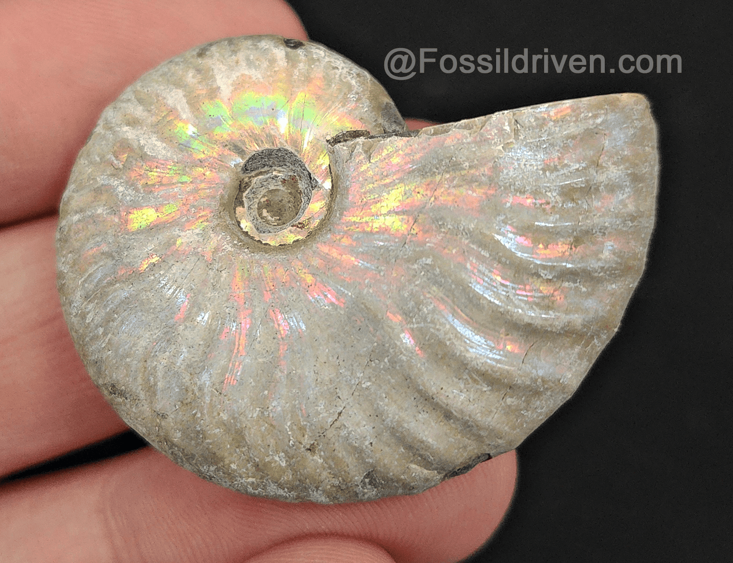Beautiful, 1.67" Silver Iridescent Ammonite - Madagascar - Fossil Driven