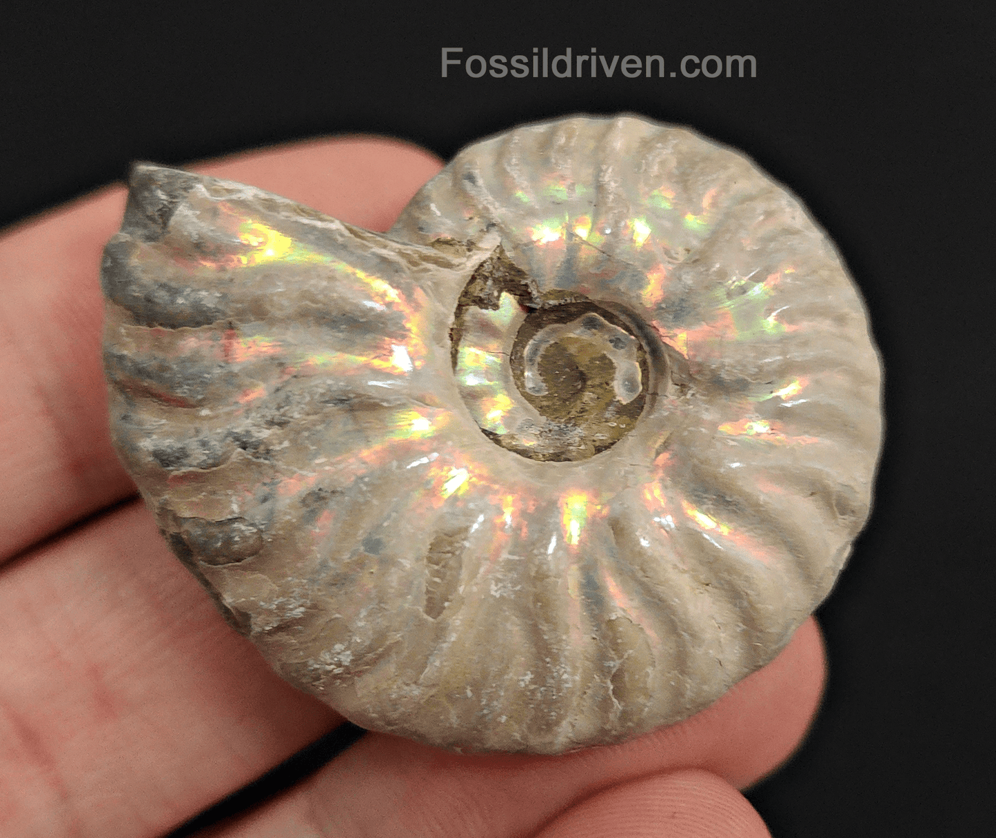 Beautiful, 1.68" Silver Iridescent Ammonite - Madagascar - Fossil Driven