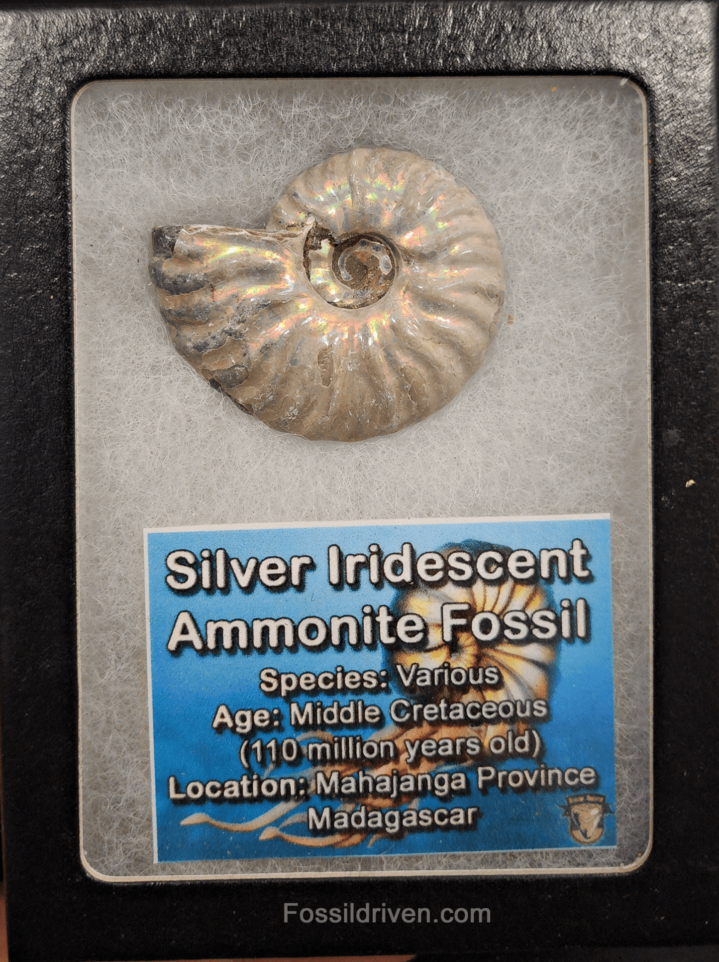 Beautiful, 1.68" Silver Iridescent Ammonite - Madagascar - Fossil Driven