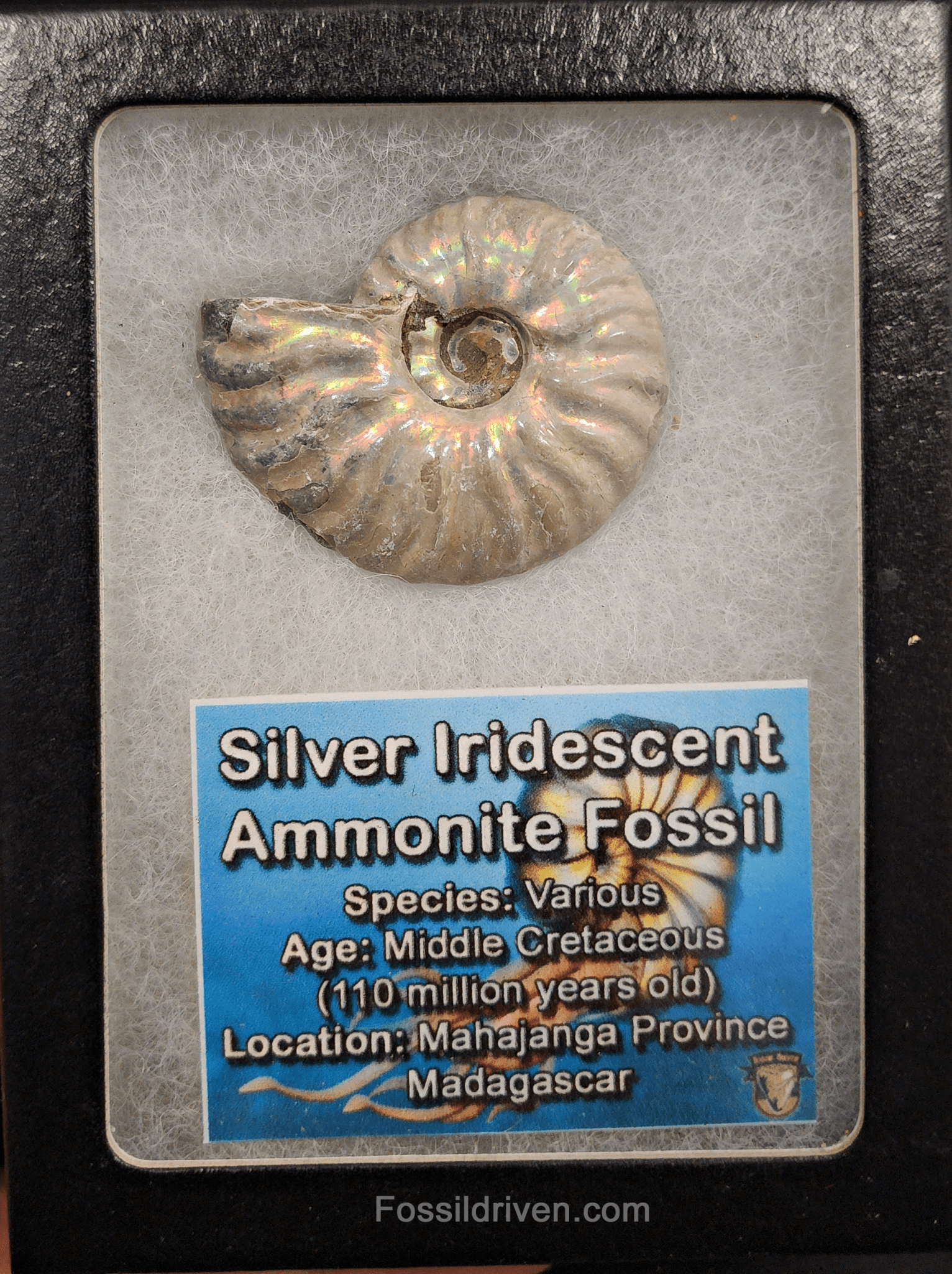 Beautiful, 1.68" Silver Iridescent Ammonite - Madagascar - Fossil Driven