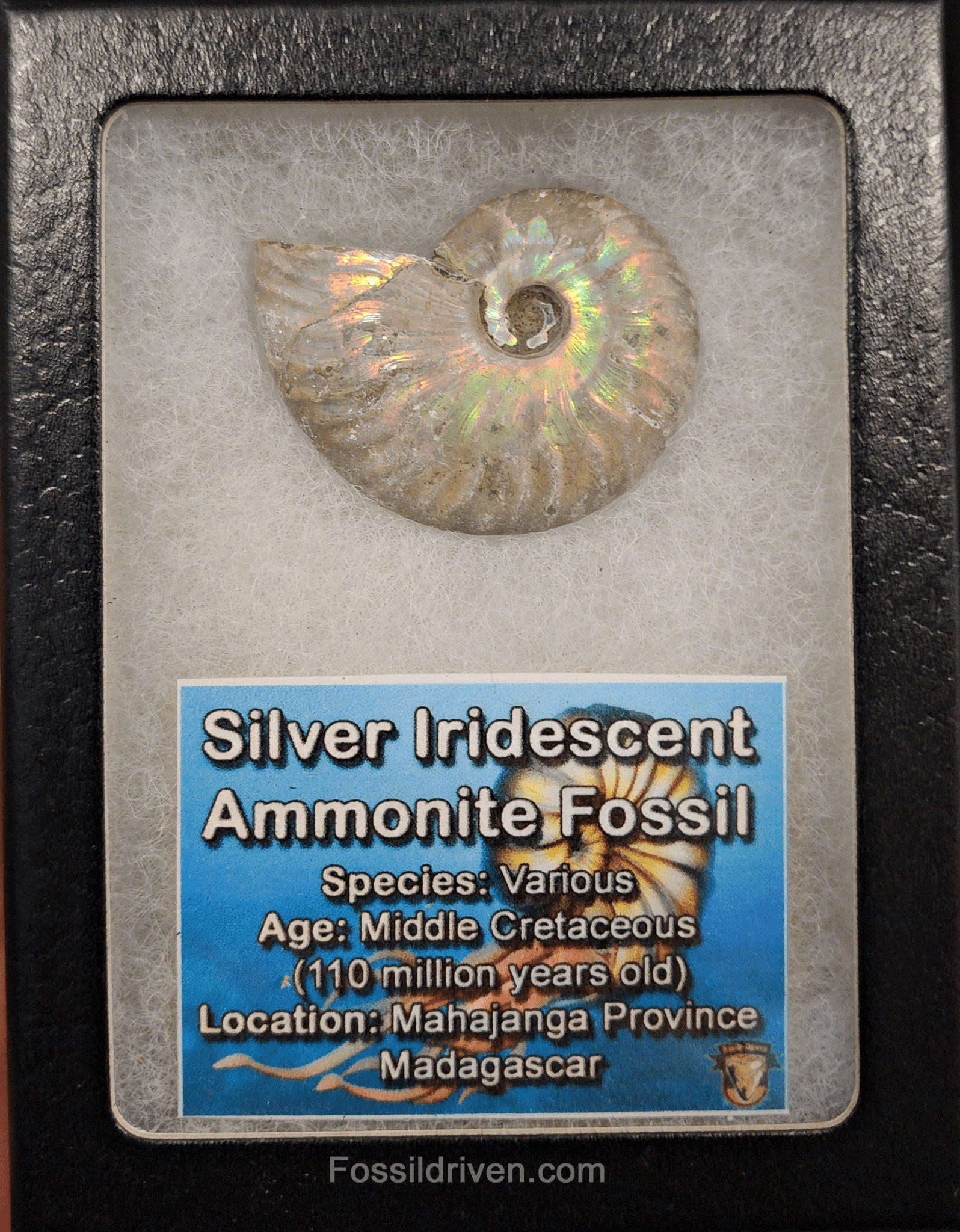 Beautiful, 1.69" Silver Iridescent Ammonite - Madagascar - Fossil Driven