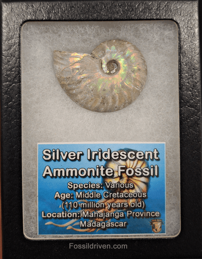 Beautiful, 1.69" Silver Iridescent Ammonite - Madagascar - Fossil Driven