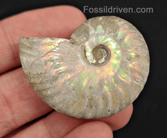 Beautiful, 1.69" Silver Iridescent Ammonite - Madagascar - Fossil Driven