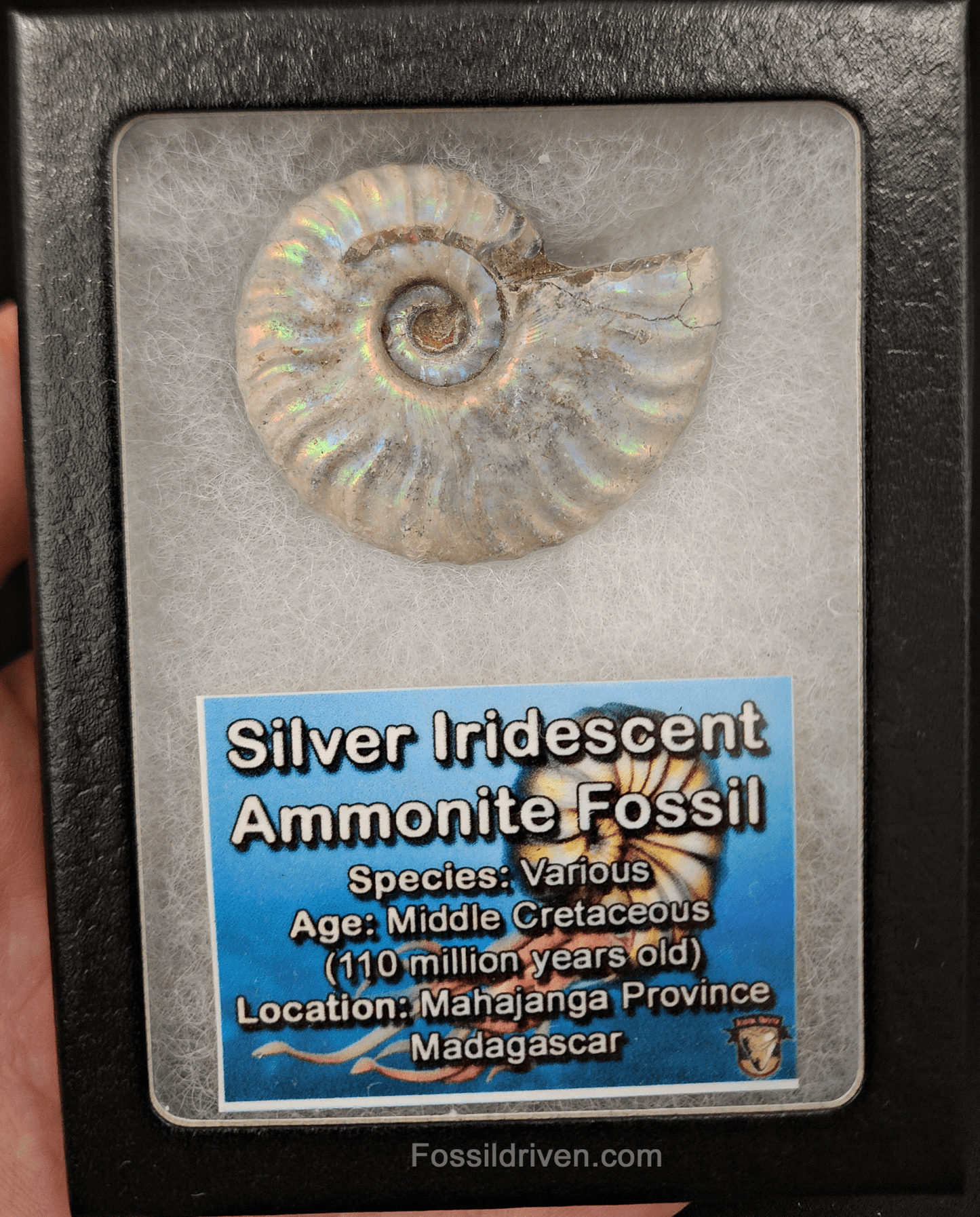 Beautiful, 1.82" Silver Iridescent Ammonite - Madagascar - Fossil Driven