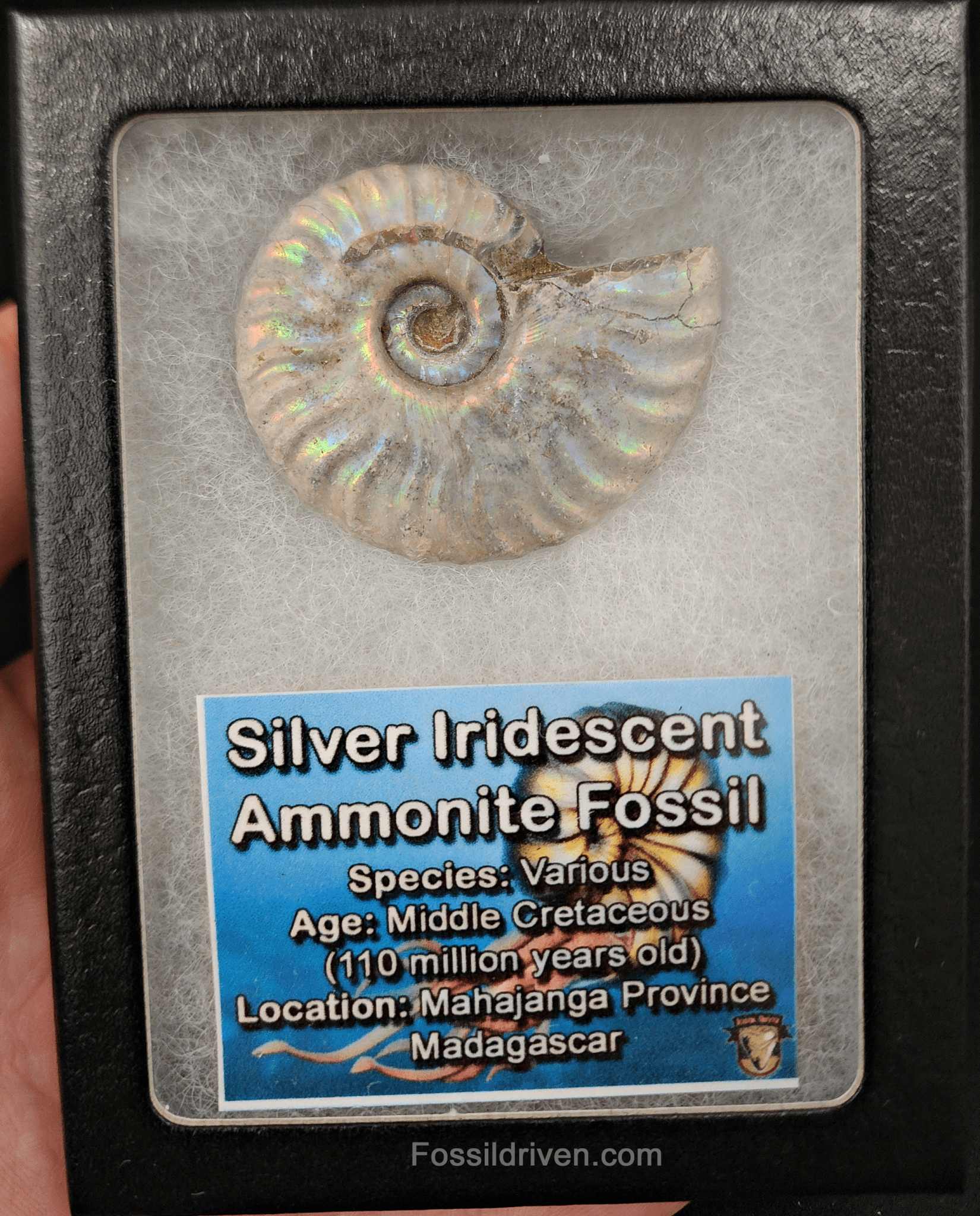 Beautiful, 1.82" Silver Iridescent Ammonite - Madagascar - Fossil Driven