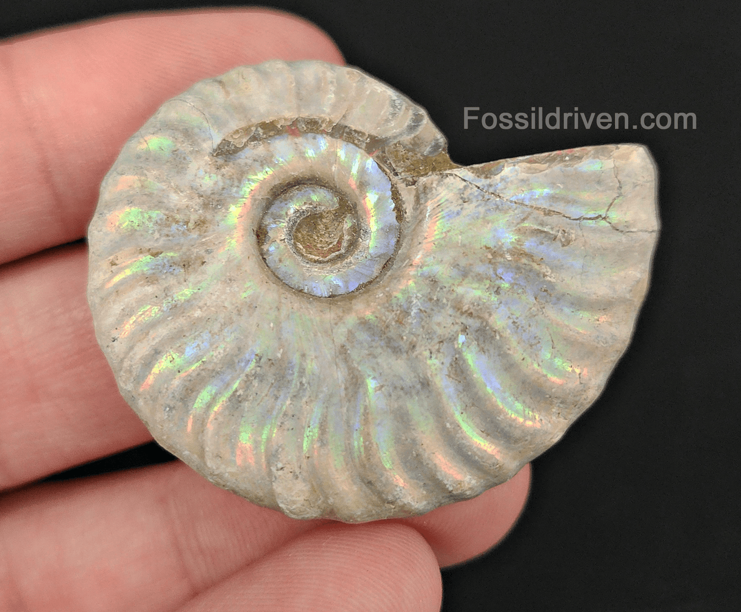 Beautiful, 1.82" Silver Iridescent Ammonite - Madagascar - Fossil Driven