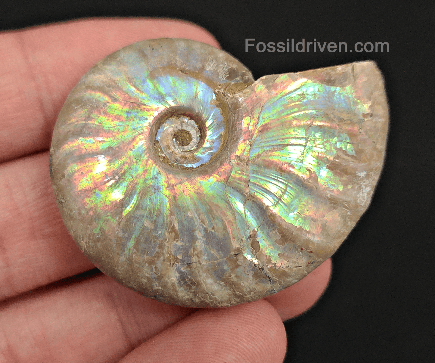 Beautiful, 1.83" Silver Iridescent Ammonite - Madagascar - Fossil Driven