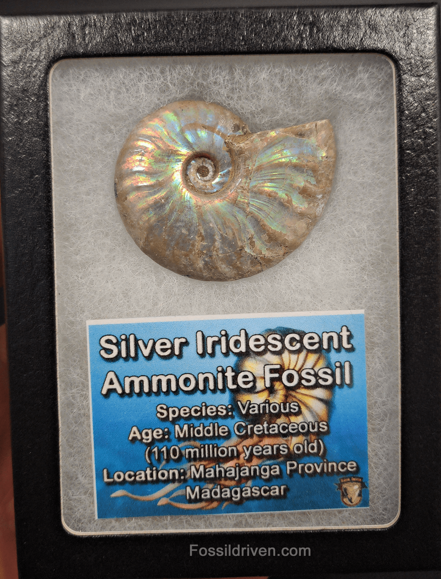 Beautiful, 1.83" Silver Iridescent Ammonite - Madagascar - Fossil Driven