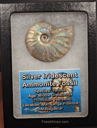 Beautiful, 1.83" Silver Iridescent Ammonite - Madagascar - Fossil Driven