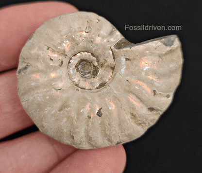 Beautiful, 1.83" Silver Iridescent Ammonite - Madagascar - Fossil Driven