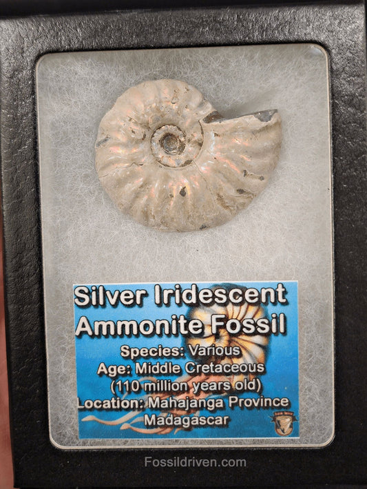 Beautiful, 1.83" Silver Iridescent Ammonite - Madagascar (Amm 2050) - Fossil Driven