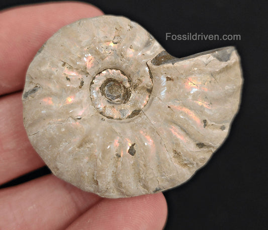 Beautiful, 1.83" Silver Iridescent Ammonite - Madagascar (Amm 2050) - Fossil Driven