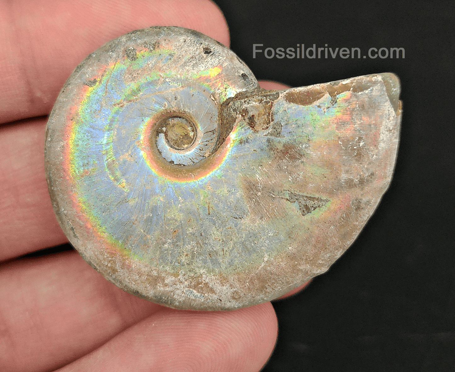 Beautiful, 1.86" Silver Iridescent Ammonite - Madagascar - Fossil Driven