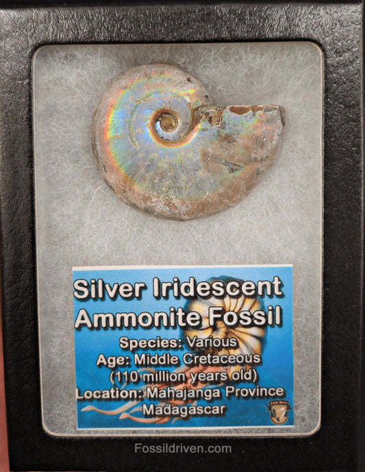 Beautiful, 1.86" Silver Iridescent Ammonite - Madagascar (Amm 2049) - Fossil Driven
