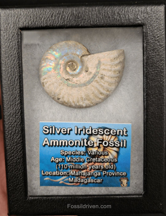 Beautiful, 1.86" Silver Iridescent Ammonite - Madagascar (Amm 2071) - Fossil Driven