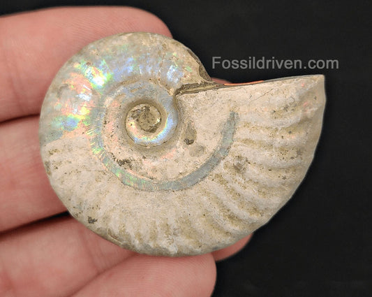 Beautiful, 1.86" Silver Iridescent Ammonite - Madagascar (Amm 2071) - Fossil Driven
