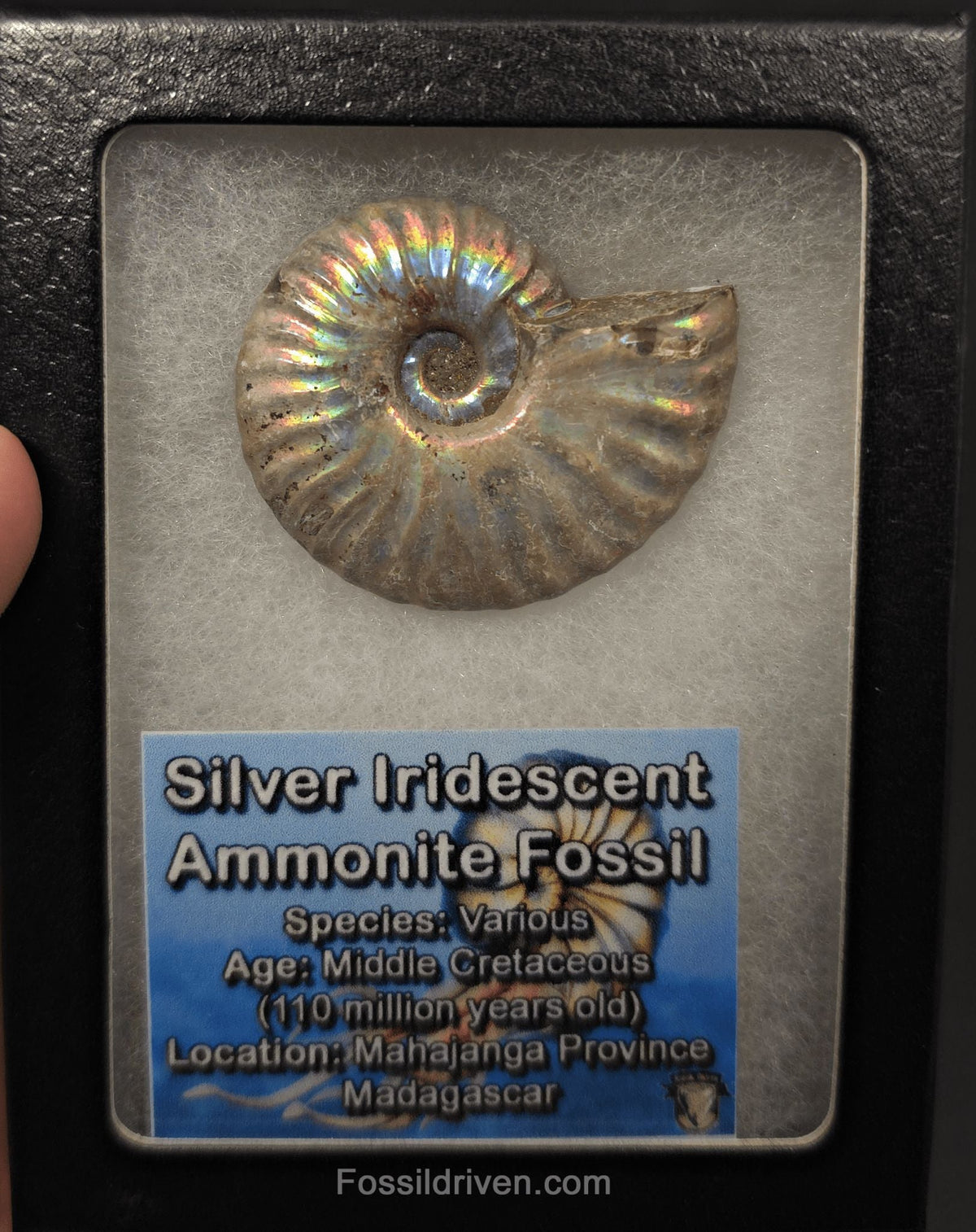 Beautiful, 1.87" Silver Iridescent Ammonite - Madagascar - Fossil Driven