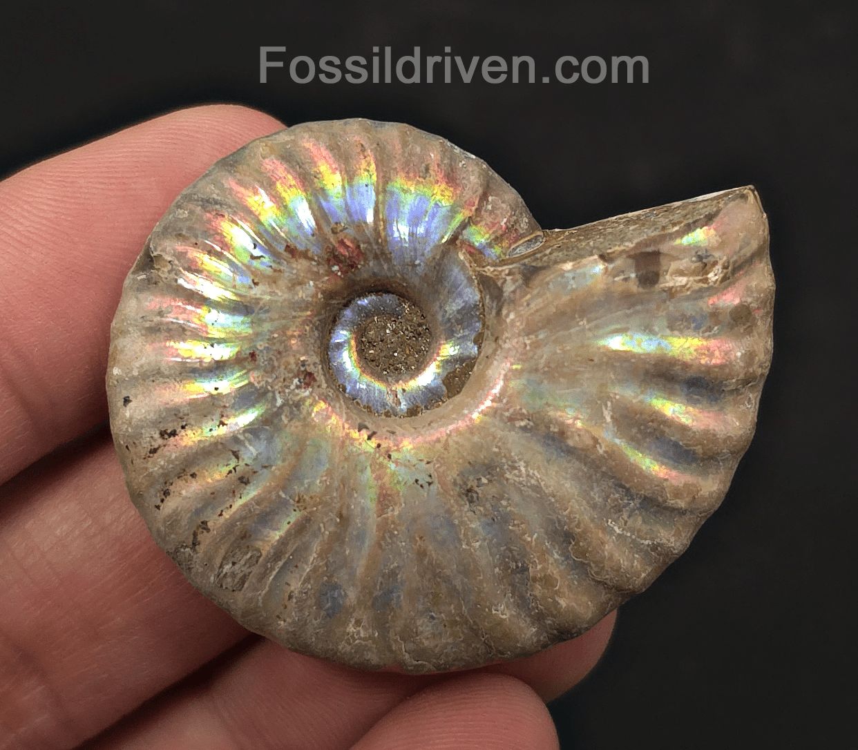 Beautiful, 1.87" Silver Iridescent Ammonite - Madagascar - Fossil Driven